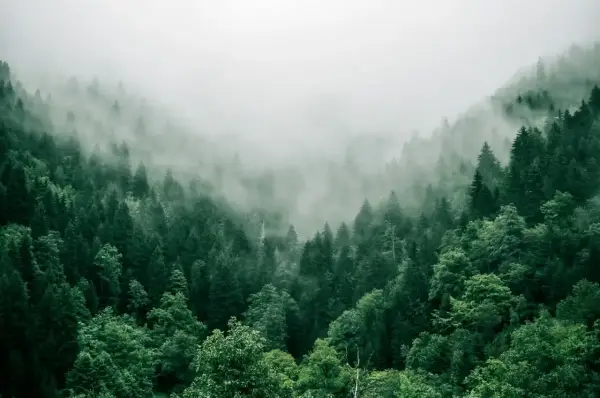 Mglisty, gęsty las, jak z angielskiego "forest", skrywa tajemnice w zielonych koronach drzew.