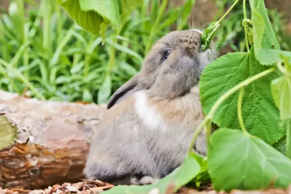 Ein Zwergkaninchen knabbert genüsslich an grünen Blättern. So sieht man, was Zwergkaninchen fressen: frisches Grünzeug!
