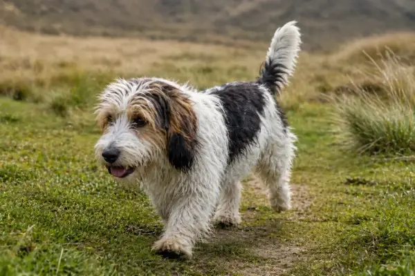 Un petit basset griffon vendéen, au pelage blanc et noir, trotte joyeusement sur un sentier herbeux.