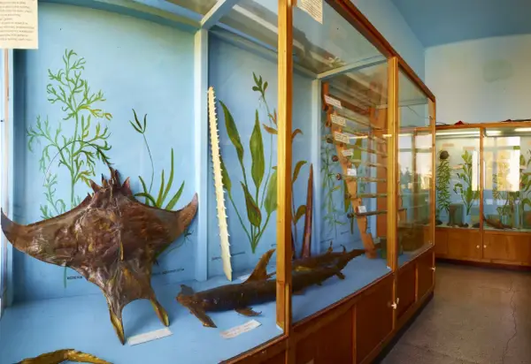 Muzeum w Jaworzu: Ocean w Beskidach? Rekiny, motyle, przewodnik