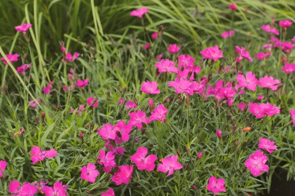 En äng full av livliga, rosa nejlika blommor som sträcker sig mot solen.
