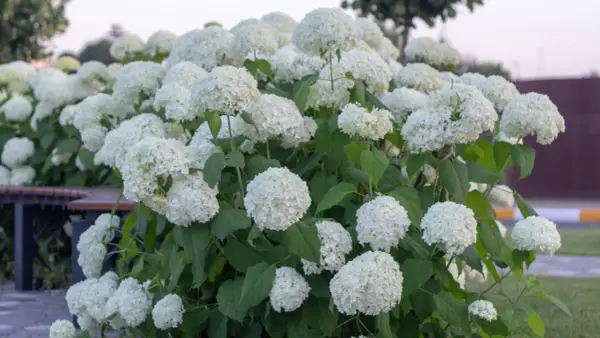 Krzew pełen białych, kulistych kwiatów, typowych dla odmiany hortensji anabelle.