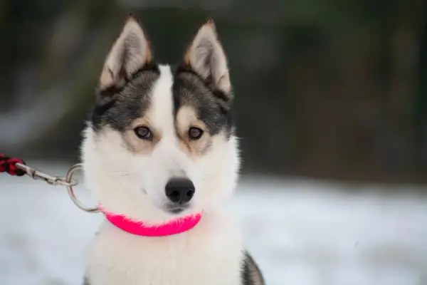 Ile kosztuje husky z rodowodem? Ceny, które zaskoczą każdego właściciela