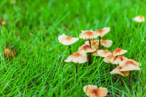Grzyby w ogrodzie: skuteczne sposoby na pozbycie się niepożądanych grzybów