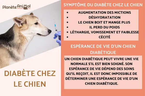 Un chien regarde une seringue, les symptômes du diabète canin incluent la soif accrue et la perte de poids.