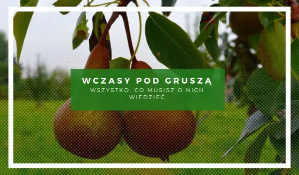 Gruszki dojrzewają pod słońcem. Dowiedz się, ile wynoszą wczasy pod gruszą i wszystko, co musisz o nich wiedzieć.