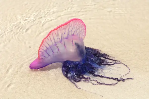 Una caravella portoghese, una delle meduse strane più colorate, spiaggiata sulla sabbia con le sue lunghe e sinuose tentacoli blu.