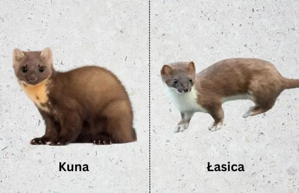 Kuna po lewej, łasica po prawej. Dwa podobne, ale różne drapieżniki.
