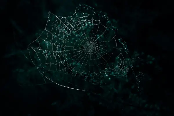 Una telaraña con gotas de rocío brilla en la oscuridad, como un sueño con telarañas.