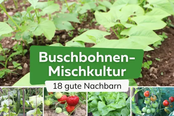 Buschbohnen-Mischkultur: junge Buschbohnen im Beet mit 18 guten Nachbarn wie Gurken, Erdbeeren, Salat und Tomaten.
