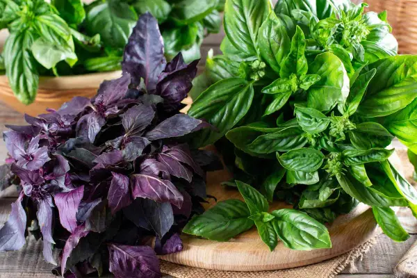 Deux bouquets de basilic, l'un pourpre et l'autre vert, sur une planche en bois. Le basilic africain est connu pour ses nombreux bienfaits.