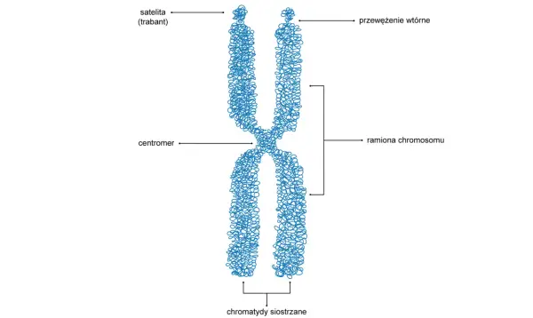 Budowa chromosomu metafazowego - Dlaczego nie zawsze przypomina X?