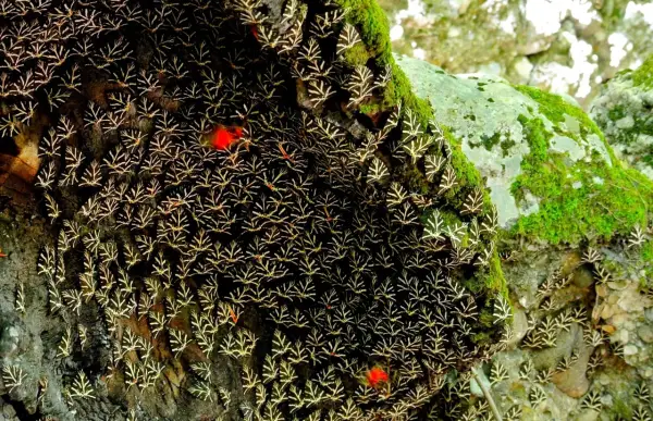 Dolina Motyli Rodos - Jak zaplanować idealną wizytę?