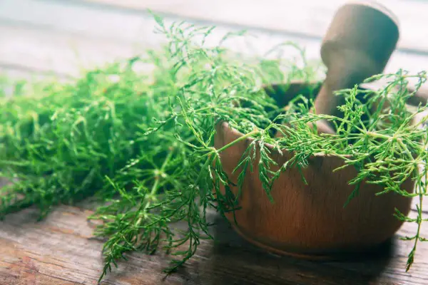 Herbes vertes et délicates dans un mortier en bois, prêtes pour une décoction de prêle.