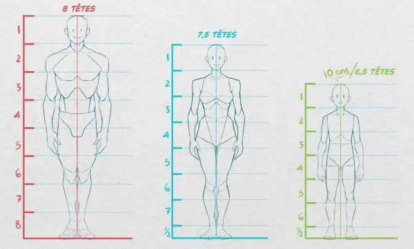 Comparaison des proportions corps humain : 8 têtes, 7,5 têtes et 6,5 têtes pour un enfant de 10 ans.