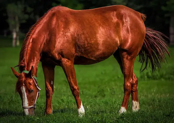 Cheval brun mangeant de l'herbe, son sabot brillant comme s'il avait été nourri à l'huile de coco.