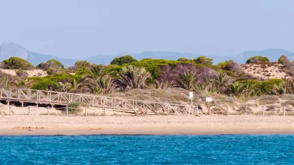 Pasarela de madera que sube a la vegetación dunar en la playa Los Tusales. El mar azul contrasta con la arena y las palmeras.