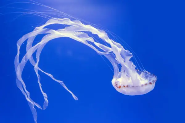 Białe, delikatne meduzy unoszą się w głębokim, niebieskim oceanie, ich długie macki tworzą taniec w wodzie.