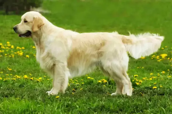 Golden retriever, jedna z popularnych ras psów, prezentuje się na tle zielonej łąki z żółtymi kwiatami.