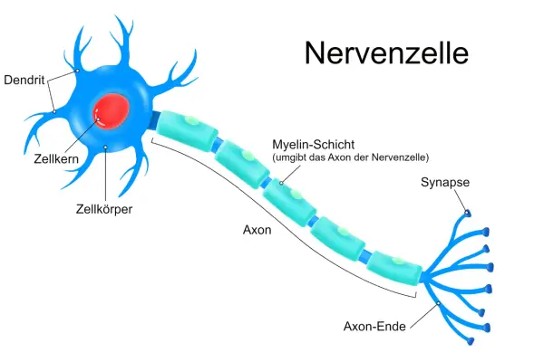 Der neuron aufbau zeigt eine Nervenzelle mit Dendriten, Zellkörper, Axon mit Myelinscheide und Synapsen.
