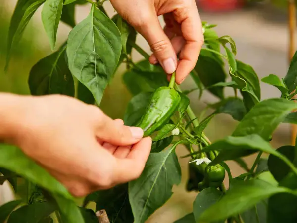 Mains cueillant un piment vert sur la plante. C'est le moment idéal quand ramasser les piments verts pour une saveur fraîche.
