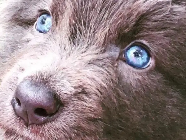 Oczy szczeniaka rasy blue bay shepherd lśnią jak dwa błękitne jeziora.