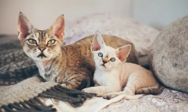 Devon rex liliowy - piękno i unikalne cechy tej rasy kotów