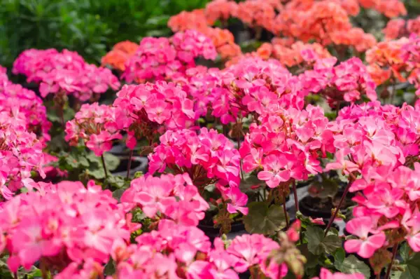Mnóstwo różowych odmian pelargonii tworzy barwny dywan. W tle widać pomarańczowe kwiaty.