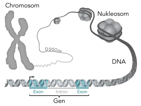 Der gen aufbau zeigt, wie DNA zu Nukleosomen und Chromosomen verpackt wird. Ein Gen besteht aus Exons und Introns.