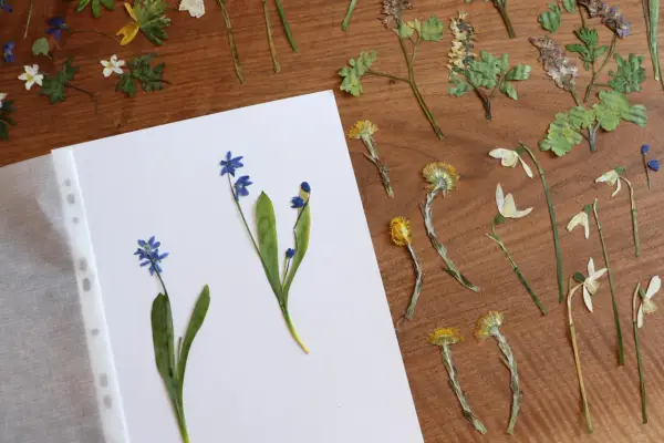 Getrocknete Blumen, bereit für ein Herbarium. Blaue Scilla und gelbe Blüten auf Holz.