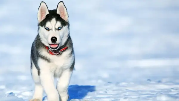 Pies jak husky – odkryj cechy, pielęgnację i rasy podobne