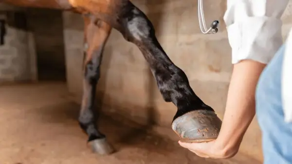 Un vétérinaire examine les tendons d'un cheval dans une écurie.