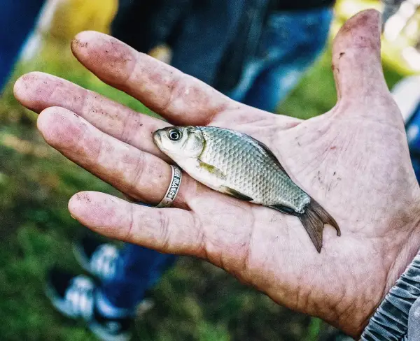 Jak zimują ryby? Odkryj tajemnice ich przetrwania w zimie