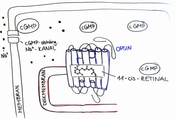 Schematische Darstellung der Phototransduktion: cGMP-abhängiger Na+-Kanal und Opsin mit 11-cis-Retinal in der Diskmembran.