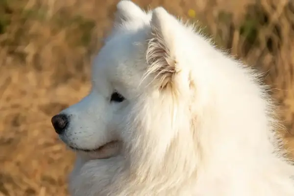 Uroczy samoyed o śnieżnobiałej sierści, idealny towarzysz. Sprawdź samoyed cena, by poznać koszty zakupu.