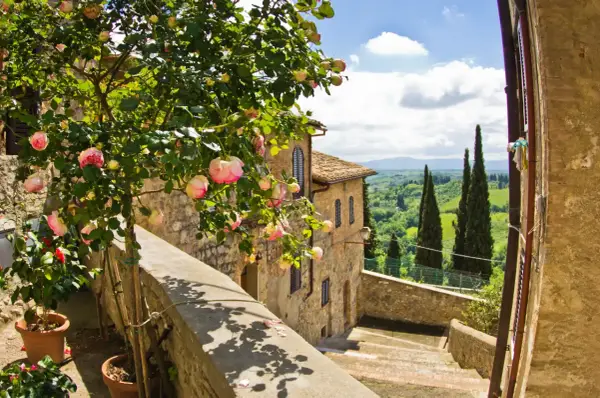 En vacker rosenbuske blommar vid en stentrappa i Toscana. Perfekt för tips om resa till Italien.