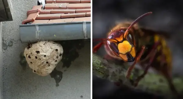 Gdzie zimuje szerszeń i jak uniknąć niebezpieczeństwa w okresie hibernacji