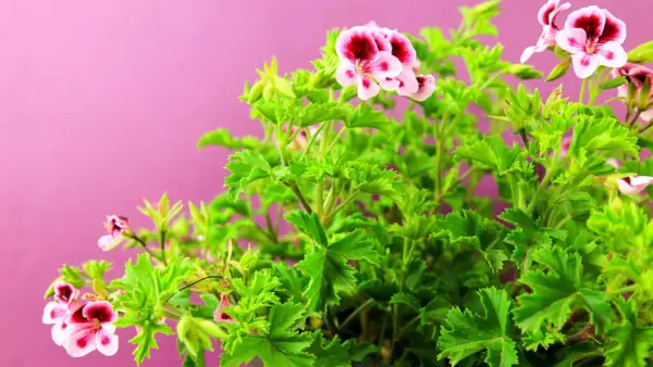 Kwitnący krzew pelargonii pachnącej, znanej jako anginka kwiat, z różowo-bordowymi kwiatami na tle pudrowego różu.