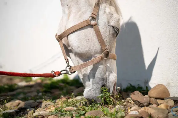 Un cheval blanc broute l'herbe, sa tête basse. La puissance morsure cheval est évidente dans sa détermination à se nourrir.
