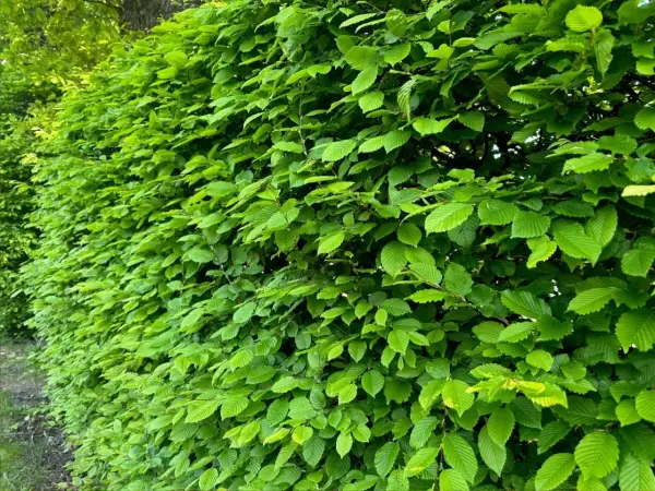 Gęsty, zielony żywopłot z grabu tworzy naturalną barierę, pełną soczystych liści.