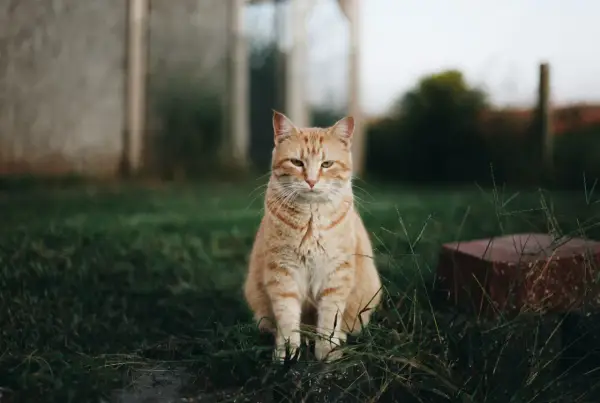 Jakie szczepienia dla psa są niezbędne dla zdrowia Twojego pupila?