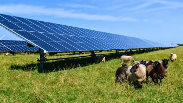 Un troupeau de moutons broute paisiblement dans une ferme photovoltaïque, illustrant la rentabilité et l'harmonie entre nature et énergie solaire.