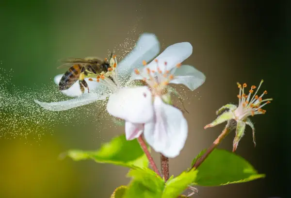 Une abeille butine une fleur blanche, dispersant du pollen. C'est ainsi que les abeilles assurent la pollinisation, essentielle à la reproduction des plantes et à la production de fruits.