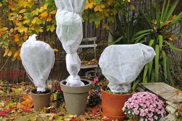 Trois plantes en pot sont emballées dans des voiles d'hivernage blancs. Peut-on laisser un voile d'hivernage tout l'hiver ? La réponse est oui, pour protéger du froid.