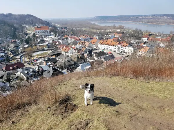 Kazimierz Dolny z psem - Jak zaplanować idealny spacer?