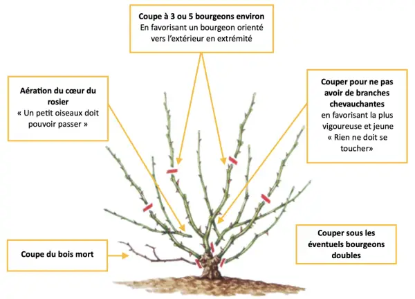 Illustration expliquant comment tailler un rosier : aérer le cœur, couper le bois mort, supprimer les branches qui se touchent et choisir des bourgeons extérieurs.