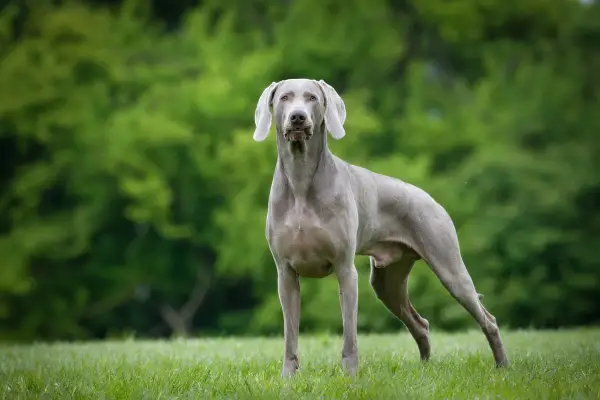 Ein eleganter Weimaraner Hund steht auf einer grünen Wiese vor einem unscharfen Hintergrund aus Bäumen.