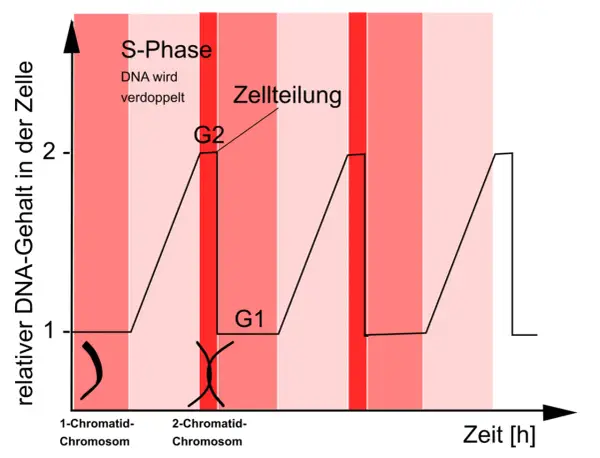 Diagramm zeigt den relativen DNA-Gehalt in der Zelle über die Zeit. Ein 1-Chromatid-Chromosom verdoppelt sich in der S-Phase zu einem 2-Chromatid-Chromosom.