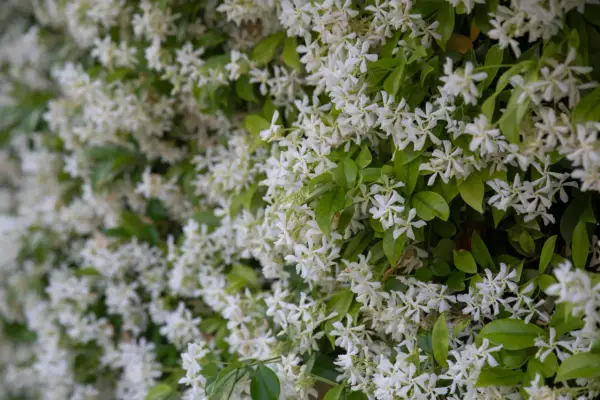 Fiche technique : le trachelospermum jasminoides, une profusion de petites fleurs blanches étoilées sur un feuillage vert luxuriant.