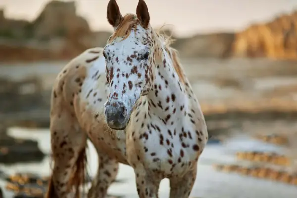 Koń w ciapki: Od Pippi po Indian! Rasy, genetyka, sekrety